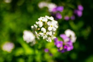 bianca phlox fiore foto