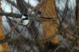 chickadee uccello su ramo nel inverno foto