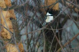 chickadee uccello su ramo nel inverno foto