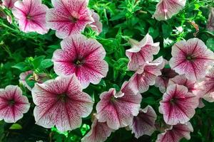 giardino estivo petunia rosa fiore petunia petunia hybrida foto