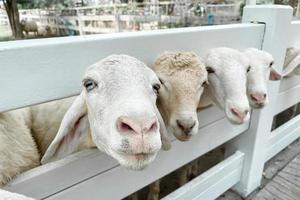 folla di pecore bianche nella fattoria classica, thailandia foto