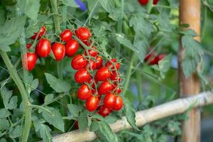 pomodori rossi maturi sono appesi all'albero di pomodoro in giardino foto