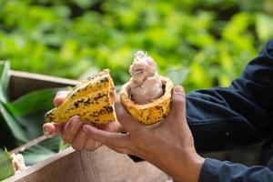 fave di cacao fresche nelle mani di un contadino foto