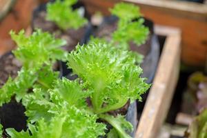 foglie di lattuga verde fresca, alimento biologico vegetale di insalate. foto