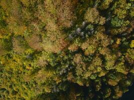 superiore Visualizza di autunno foresta con colorato alberi foto