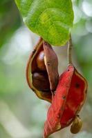 sterculia monosperma, castagno tailandese, castagno rosso su albero foto