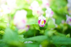 rosa fiore pianta nel giardino foto