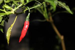 peperoncino piccante di colore rosso sull'albero foto