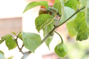 peperoncino di colore verde sull'albero foto