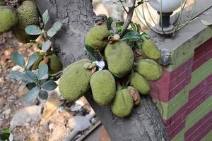 stock di jackfruit sull'albero nella fattoria foto