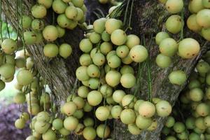 gustosa baccaurea motleyana su albero foto