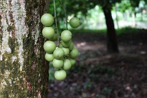 gustosa baccaurea motleyana su albero foto