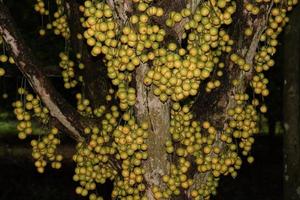 gustosa baccaurea motleyana su albero foto