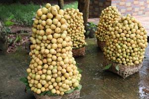 gustoso brodo di baccaurea motleyana su cestino foto