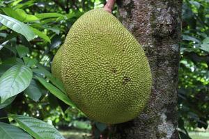 brodo crudo di jackfruit sull'albero della fattoria foto