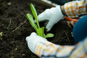 giovane asiatico donna contadino Lavorando nel biologico giardino verdure. donna piantare verde insalata nel primavera. Riccio verde le foglie di verde lattuga in crescita nel un' giardino. foto