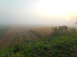 natura con campo e cielo foto