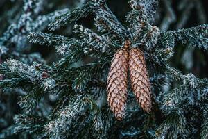 gelido abete rosso rami con aghi e molti coni nel inverno. gelido coni su abete rosso. abete albero. Natale decorazione concetto foto