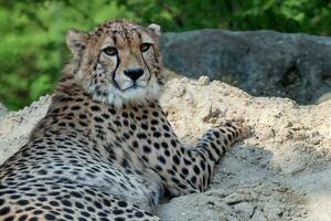 ghepardo ritratto, acinonyx jubatus dire bugie giù nel il sabbia foto