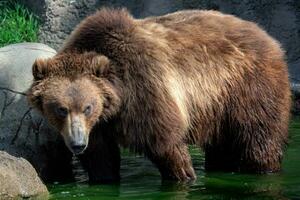 kamchatka orso nel acqua. ursus arctos beringianus. foto