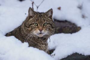 europeo selvaggio gatto foto