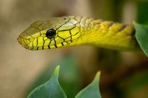 il verde mamba un' velenoso serpente foto