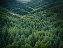 salutare verde alberi nel un' foresta di vecchio abete rosso, abete e pino. ai generato foto