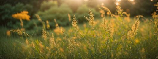 selvaggio erba nel il foresta a tramonto. macro Immagine, superficiale profondità di campo. astratto estate natura sfondo. Vintage ▾ filtro. ai generato foto