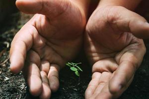 le mani proteggono le piante in crescita. Giornata Mondiale per l'Ambiente. foto