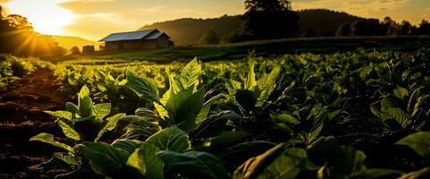 tabacco in crescita aziende agricole foto