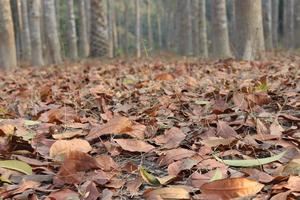 foglia matura dell'albero sulla foresta foto