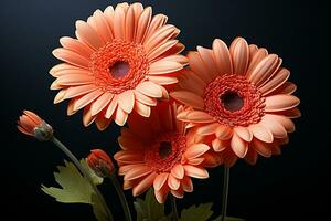 color corallo fondale vetrine il bellezza di Due arancia gerbera margherite ai generato foto