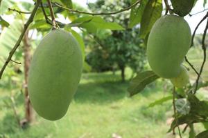 mango crudo verde sull'albero nell'azienda foto