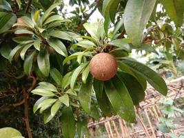 primo piano di sapodilla sull'albero in fattoria foto