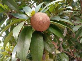 primo piano di sapodilla sull'albero in fattoria foto