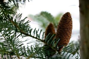 grande pino cono su il albero coperto con neve foto