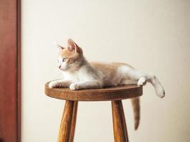 giovane gattino con bellissimi occhi azzurri su una sedia di legno