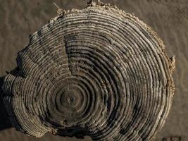 bellissimo taglio a secco naturale di un albero. vista dall'alto del ceppo di legno foto