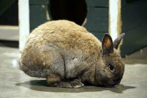 singolo capelli corti Marrone e bianca Guinea maiale foto