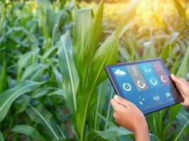 inteligente agricoltura con iot. in crescita Mais piantine con infografica. inteligente agricoltura e precisione agricoltura 4.0, contadino mano Tenere tavoletta nel Mais campo. foto