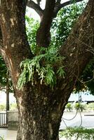 vecchio albero tronco con felci allegato foto