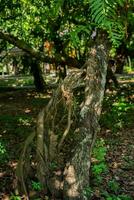 contorto albero coperto muschio nel il foresta foto