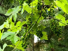 acerbo uva crescere su il cespugli. grappoli di vino uva siamo pieno con succo. foto