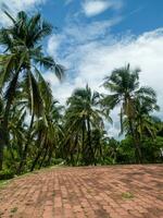 verde palma le foglie. Basso angolo Visualizza. tropicale giungla di palma alberi su blu cielo sfondo. foto