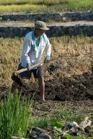 un' contadino è zappatura un' riso campo per preparare per il inizio di riso piantare foto