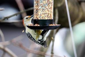 picchio ventre giallo sulla mangiatoia per uccelli foto