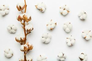 autunno floreale piatto posare sfondo composizione. secco bianca soffice cotone fiore ramo superiore Visualizza su colorato tavolo con copia spazio foto