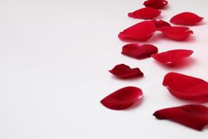 petalo di rosa di colore rosso bloccato foto