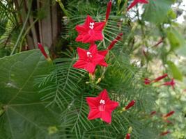 fiore di colore rosso con albero verde foto