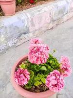 fiore di colore rosa con albero verde foto